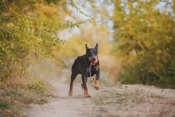 狗Dobermann的肖像 — 图库照片