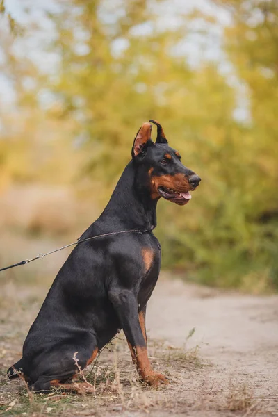 狗Dobermann的肖像 — 图库照片