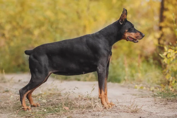 Bir Köpek Portresi Dobermann — Stok fotoğraf