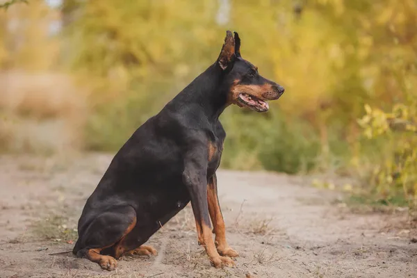 Portret Van Een Hond Dobermann — Stockfoto