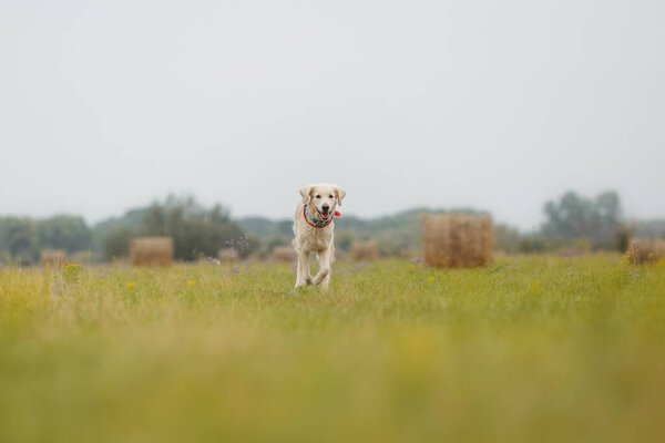 golden retriever in the field