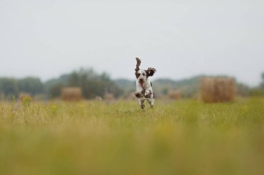 İngiliz springer spanyel sahada