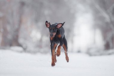 Kışın köpek doberman