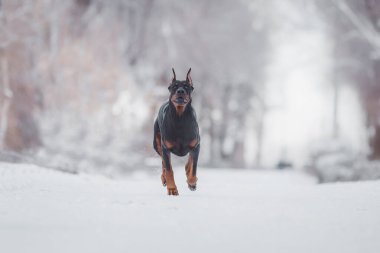 Kışın köpek doberman