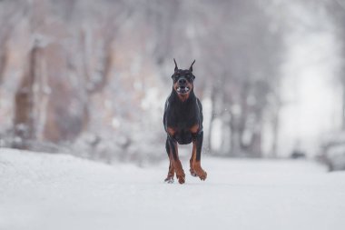 Kışın köpek doberman