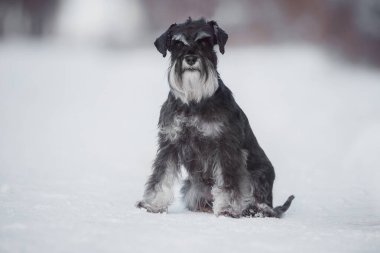 Köpek Minyatür Schnauzer kışın