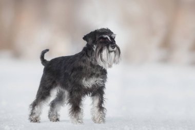 Köpek Minyatür Schnauzer kışın