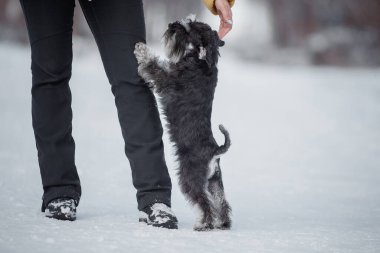 Köpek Minyatür Schnauzer kışın