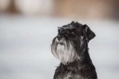 Köpek Minyatür Schnauzer kışın