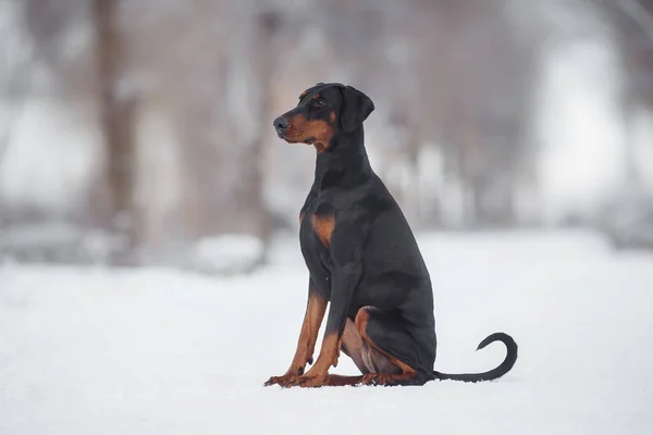 Dog Doberman Winter — стоковое фото