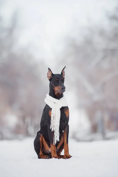 Pies Doberman Zimie — Zdjęcie stockowe