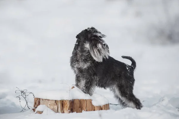 Dog Miniature Schnauzer Winter Foto Stock Royalty Free