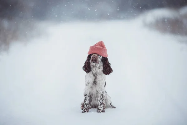 Pies Springer Spaniel Zima — Zdjęcie stockowe
