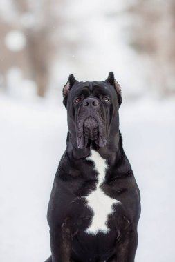 Kış mevsiminde corso italyan köpeği