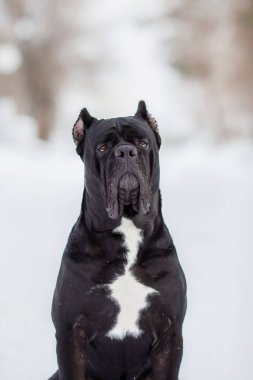 Kış mevsiminde corso italyan köpeği