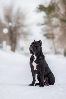 Kış mevsiminde corso italyan köpeği