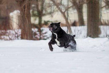 Kış mevsiminde corso italyan köpeği