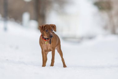 Minyatür Pinscher kışın köpeği