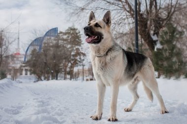 Kışın Doğu Avrupa Çoban Köpeği