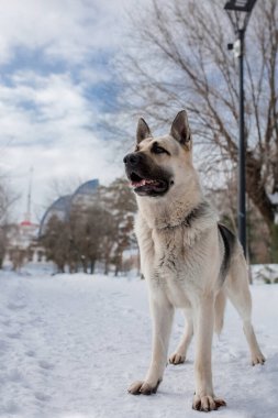 Kışın Doğu Avrupa Çoban Köpeği