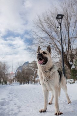 Kışın Doğu Avrupa Çoban Köpeği