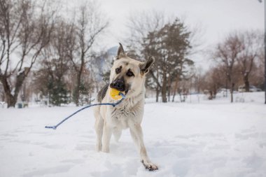 Kışın Doğu Avrupa Çoban Köpeği