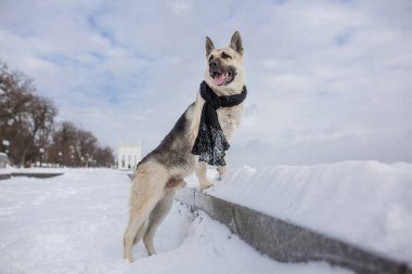 Kışın Doğu Avrupa Çoban Köpeği