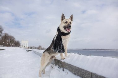 Kışın Doğu Avrupa Çoban Köpeği