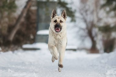 Kışın Doğu Avrupa Çoban Köpeği