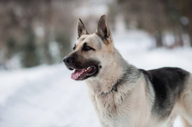Kışın Doğu Avrupa Çoban Köpeği