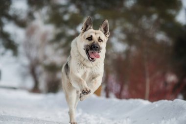 Kışın Doğu Avrupa Çoban Köpeği