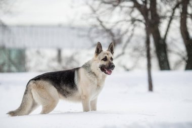Kışın Doğu Avrupa Çoban Köpeği