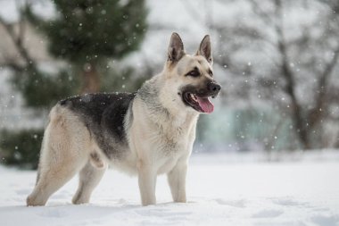 Kışın Doğu Avrupa Çoban Köpeği