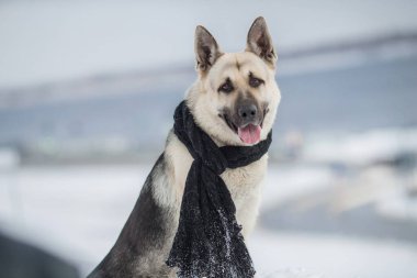 Kışın Doğu Avrupa Çoban Köpeği