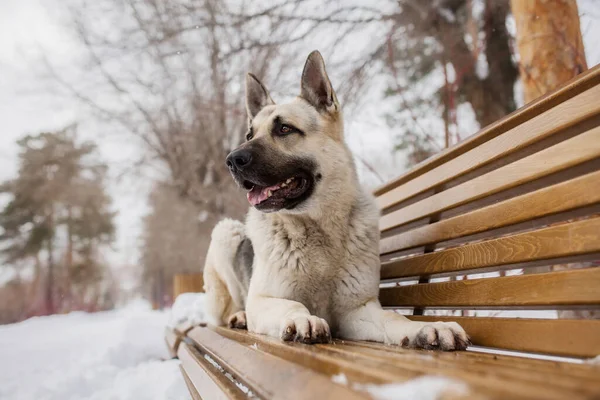 Östeuropeisk Shepherd Hund Vintern — Stockfoto