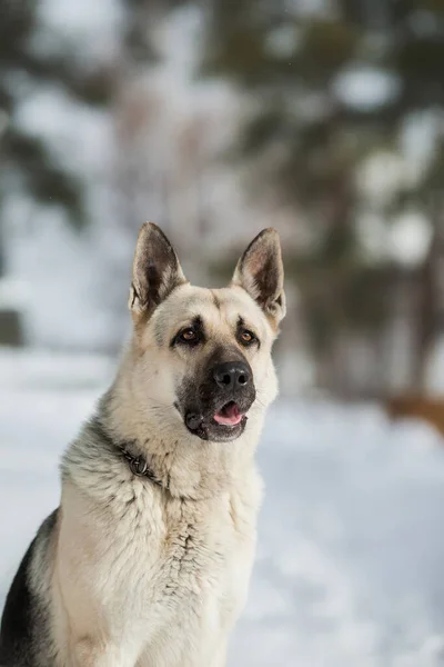 冬の東ヨーロッパの羊飼いの犬 — ストック写真