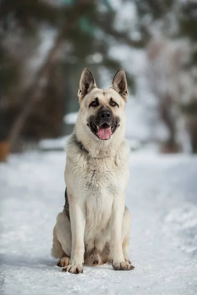 Östeuropeisk Shepherd Hund Vintern — Stockfoto