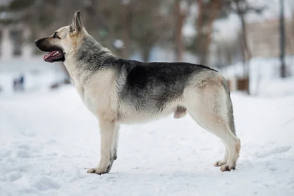 Східноєвропейський Собака Пастуха Взимку — стокове фото