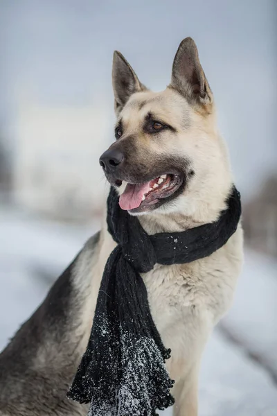 Östeuropeisk Shepherd Hund Vintern — Stockfoto