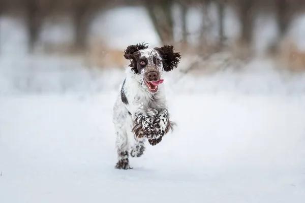 Springer Spaniel Dog Winter — Stock Photo, Image