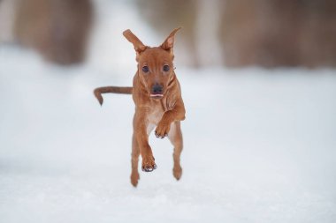 Karda bir köpek pinscher portresi
