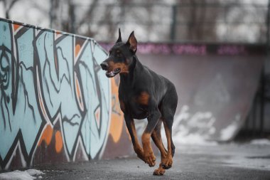 Bir doberman köpeği portresi
