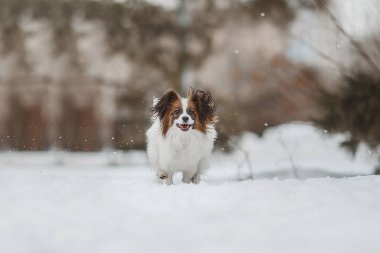 Papillon köpeğinin kış parkındaki portresi.