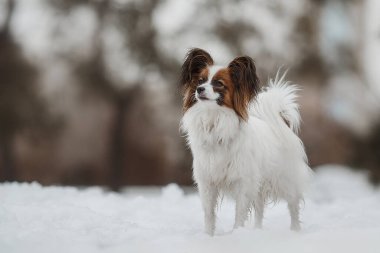 Papillon köpeğinin kış parkındaki portresi.