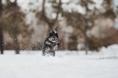 Kar köpekli schnauzer.