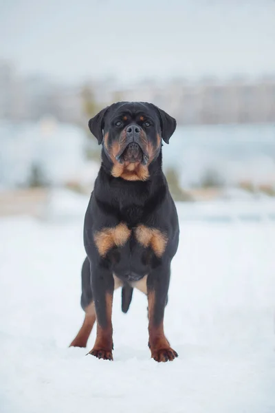 Portret Psa Rottweiler Śniegu — Zdjęcie stockowe