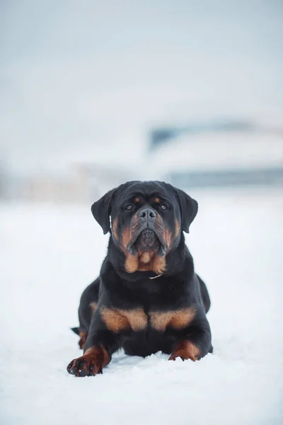 Portret Psa Rottweiler Śniegu — Zdjęcie stockowe