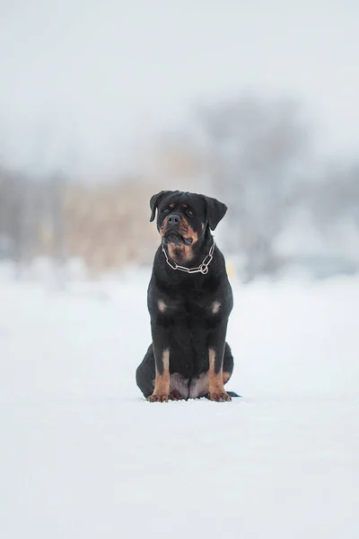 Karda Rottweiler Köpeği Portresi — Stok fotoğraf