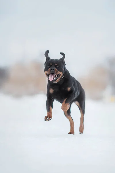 Portret Psa Rottweiler Śniegu — Zdjęcie stockowe