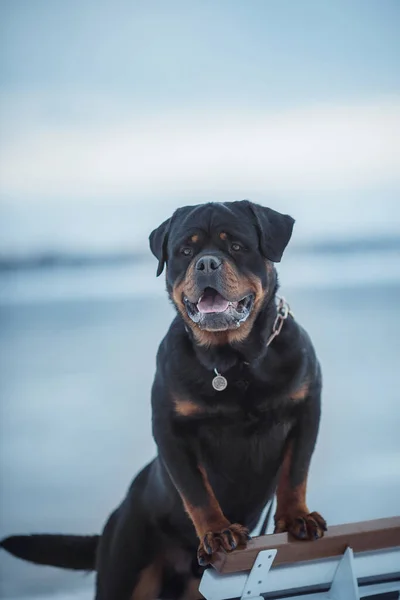 Portret Psa Rottweiler Śniegu — Zdjęcie stockowe